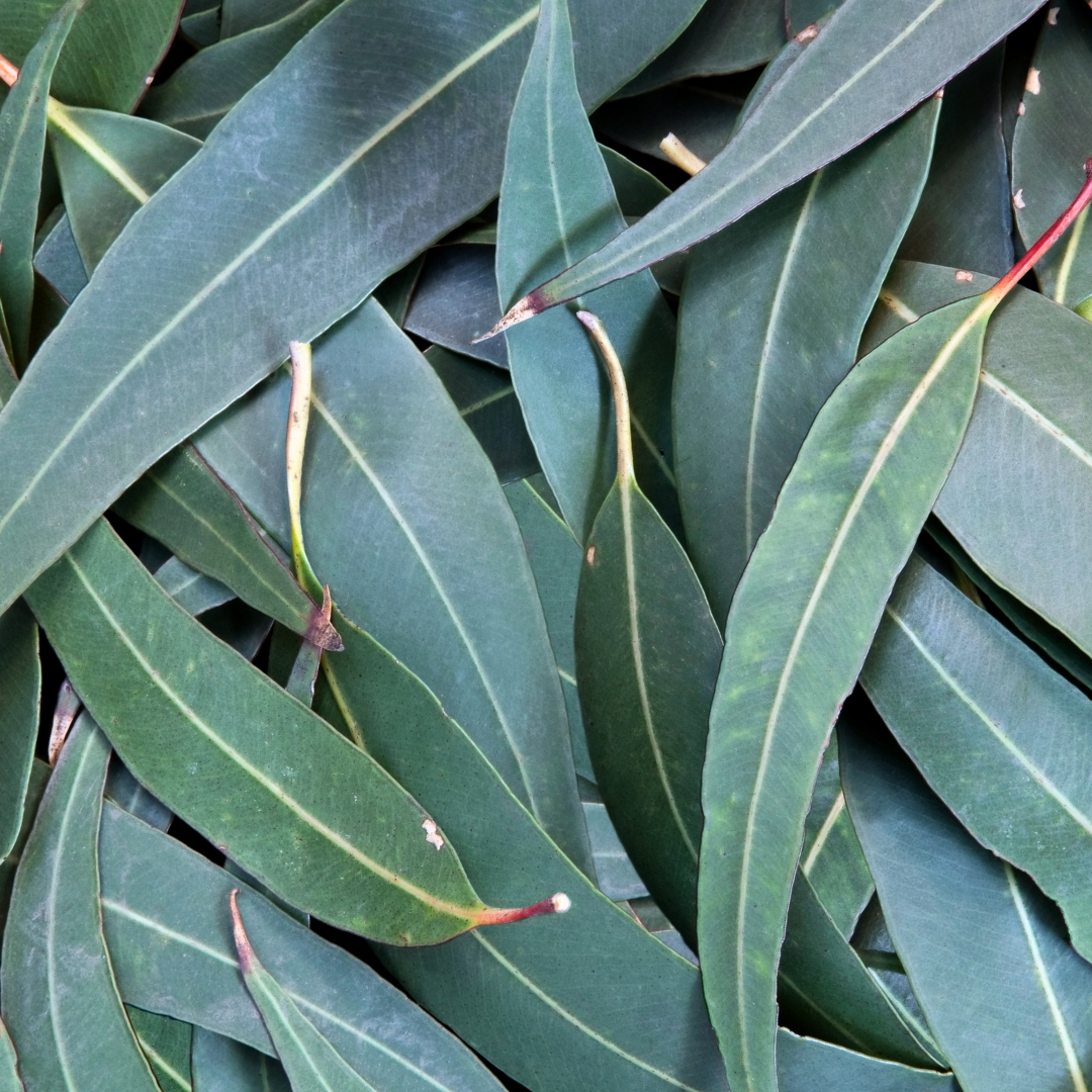 organic eucalyptus for congestion relief,eucalyptus congestion relief organic soap soothing aroma relieve cold and flu ,Benefits: experience the refreshing and soothing aroma of eucalyptus essential oil,relieve cold and flu symptom soap, relieve and clear chest sinus and nasal congestion,antiseptic disinfectant saop,antibacterial soap,soaps that heal,cold press soap,plant-based soaps,organic soaps,skin healing soaps,handmade soap,handmade organic soaps