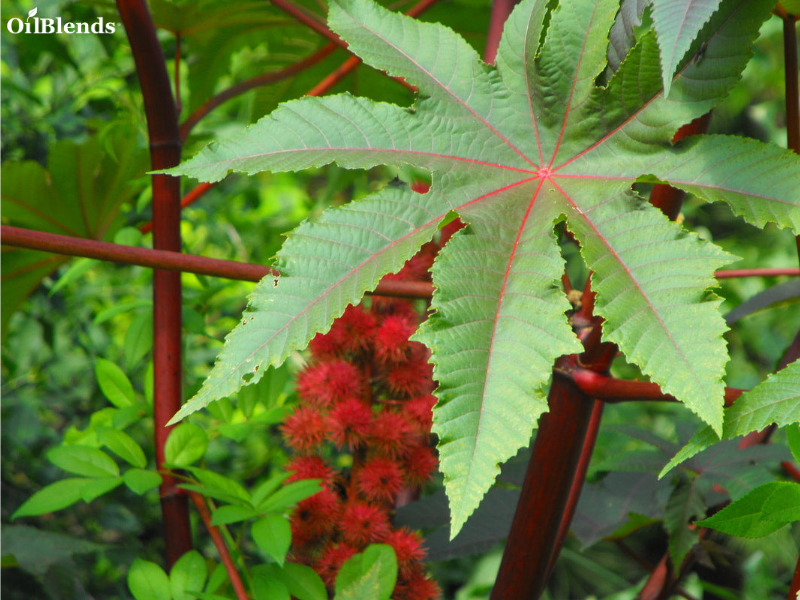 moderate Skin Disorders and Inflammation such as Eczema Dermatitis, Psoriasis, Itchy or Flaky Skin, and Dry, Flaky Scalp. oilblends products, natural hair and body oils, how to do a castor oil pack, uncle benney's oils, black castor oil, jamaican black castor oil