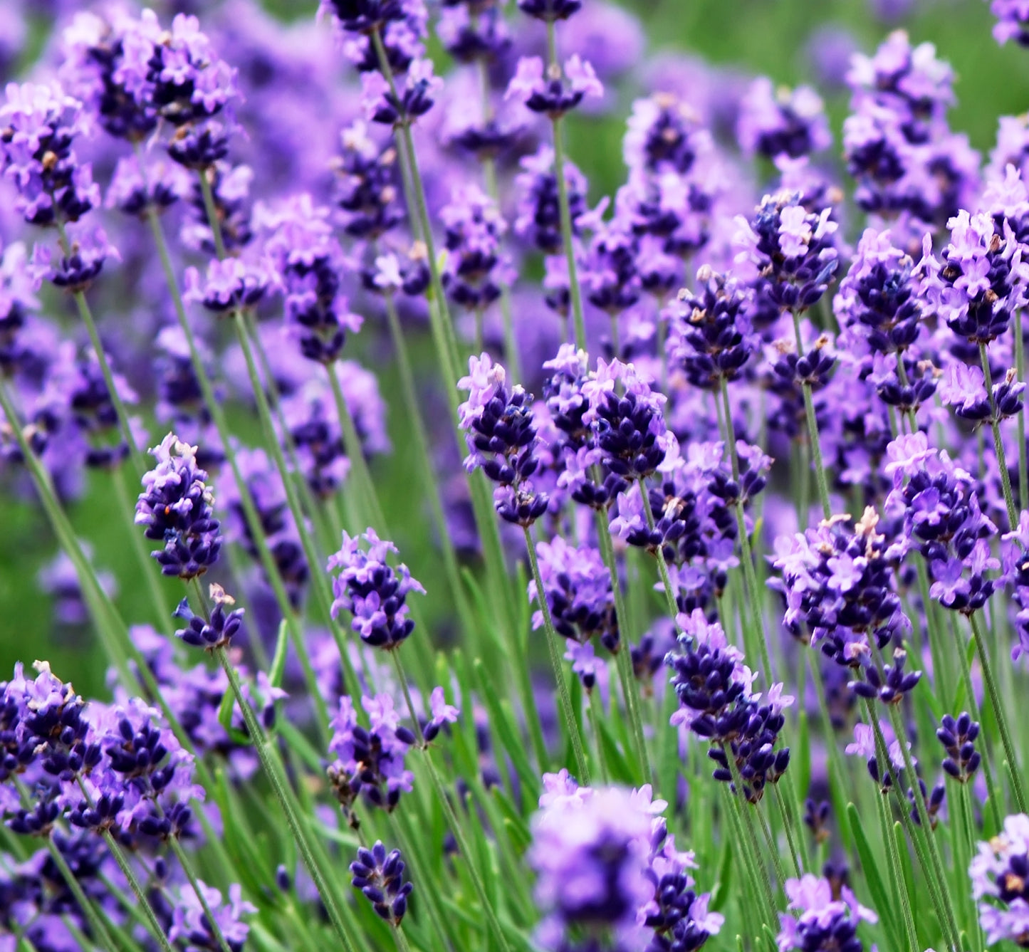 oil promotes relaxation and believed to treat anxiety, fungal infections, allergies, depression, insomnia, eczema, nausea, and menstrual cramps - steam distilled from the leaves and twigs, uncle benney's real lavender essential oil