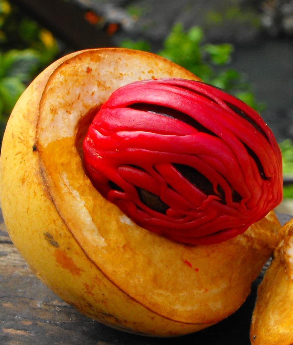 Nutmeg Oil - Natural Pain Relief Spray,Grenada Nutmeg,nutmed,pain, cramps,joint pain, arthritis,best natural pain relief,essential oil,nut-med