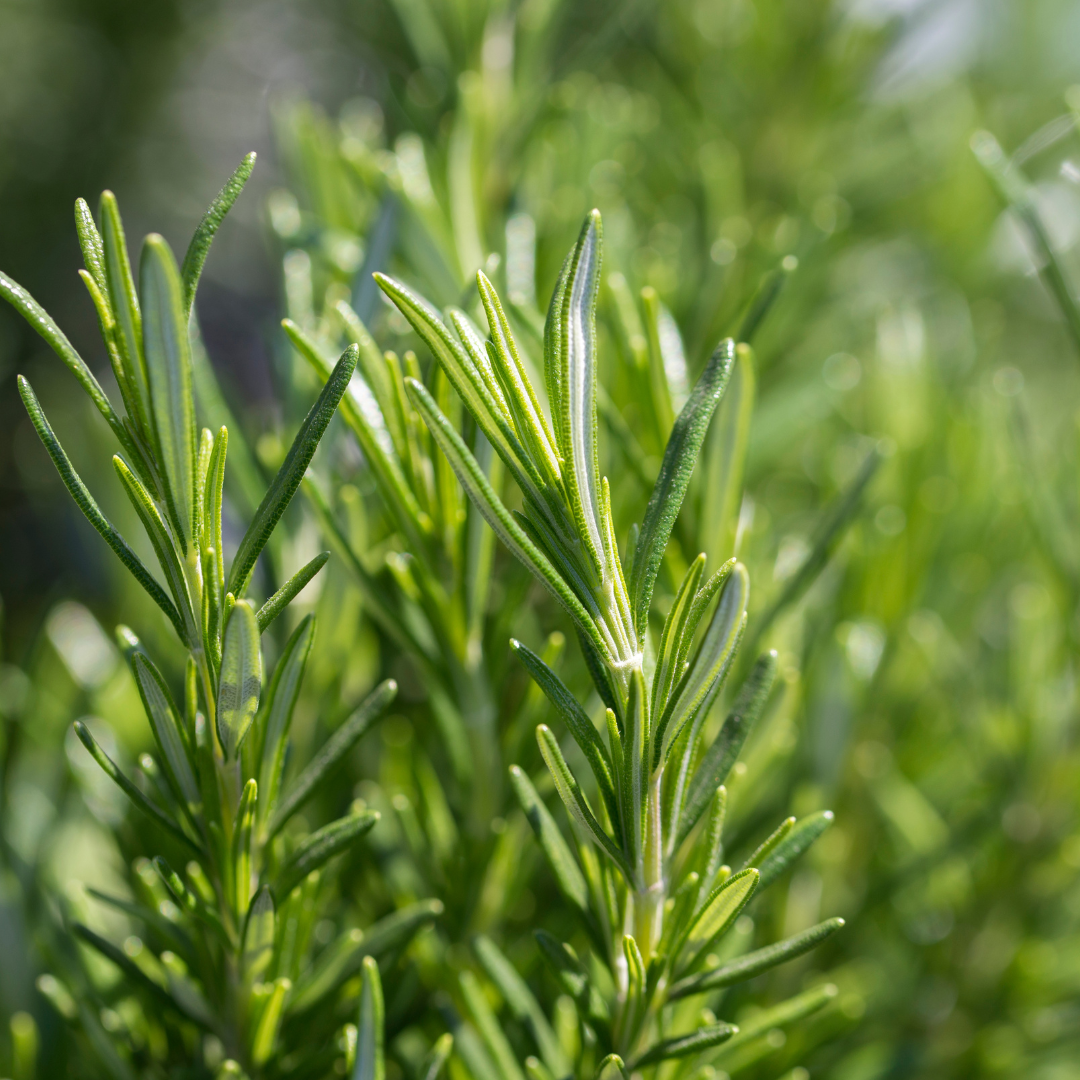 Uncle Benney's Rosemary Essential Oil - helps to stimulate hair growth, rosemary essential oil is used to prevent premature graying and dandruff, what are the natural benefits of rosemary essential oil,pure rosemary oil health benefits