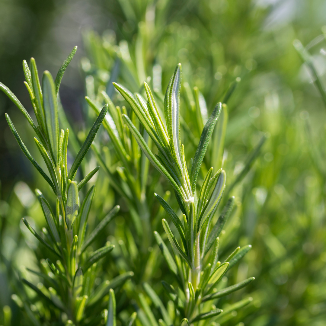 Uncle Benney's Rosemary Essential Oil