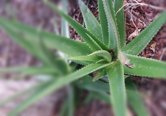 oilblends soaps that heal uncle benneys Aloe vera has soothing, hydrating, and healing properties that can help moisturize the skin, reduce inflammation, promote wound healing, and provide relief for various skin conditions like sunburn or eczema