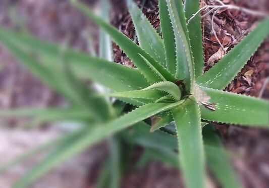 how to use aloe vera to soothe the skin