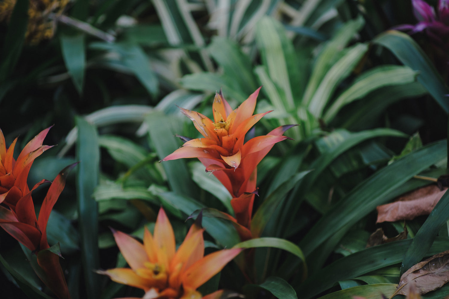 soaps that heal Beauty Care Products are deeply rooted in the use of natural and organic Traditional Plant-Based ingredients to enhance skin health and wellness, without harsh chemical ingredients, oilblends products, uncle benney's turmeric natural ingredients