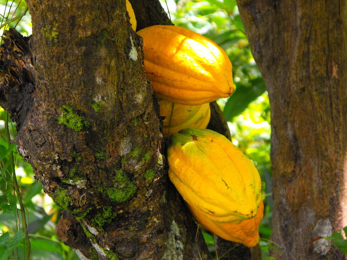 We are committed to creating clean, safe and effective skincare products - without compromise.  Natural Solutions That Work With The Body , cold pressed soaps, shea butter, turmeric soaps, Our product-lines are Natural Plant Solutions for Normal to Extremely Dry or Damaged Hair, Scalp, Skin, Uneven Skin Tone, Removal of Dark Marks, Spots, Acne,  and the Control of Facial Hyperpigmentation, and Skin Disorders.
